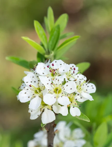 Alberi Frutto Selvatici Fiori Pero Selvatico — Foto Stock