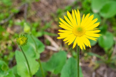 Yüksek irtifada büyüyen sarı çiçeklerin fotoğrafları