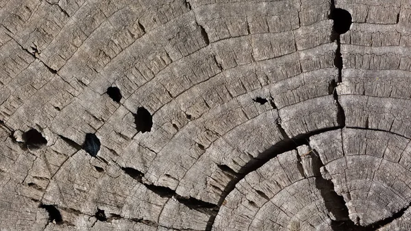 Cortar Patrones Árboles Para Fondo — Foto de Stock