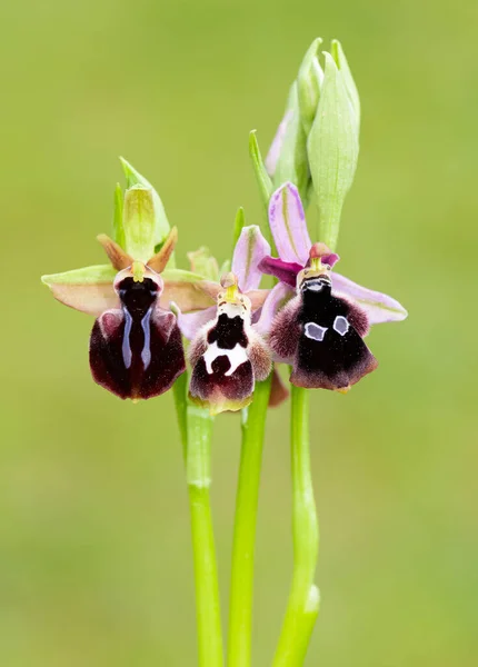 Photos Fleurs Sauvages Diverses Orchidées Abeilles — Photo