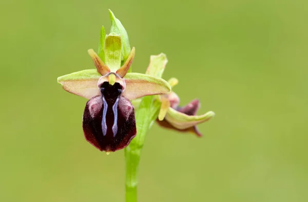 Photos Fleurs Sauvages Diverses Orchidées Abeilles — Photo