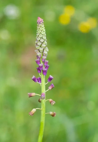 Vilda Blommor Medicinalväxter Aromatiska Blommor Och Hyacint Bilder — Stockfoto