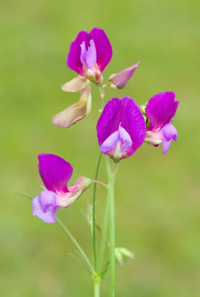 natural flowers. wild pink flowers.