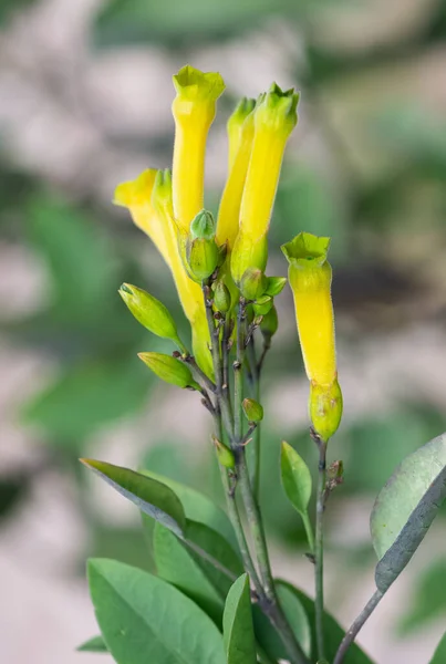 Photos Fleurs Jaunes Poussant Haute Altitude — Photo