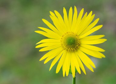 Yüksek irtifada büyüyen sarı çiçeklerin fotoğrafları