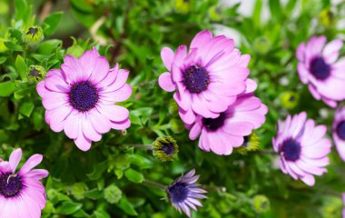 Çeşitli bahçe çiçekleri, çeşitli papatyalar.