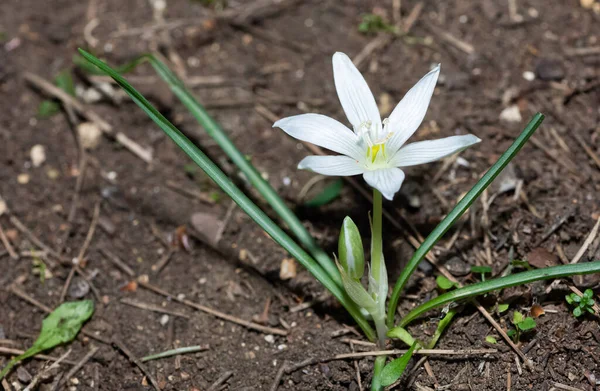 Vita Blommor Som Växer Landsbygden — Stockfoto