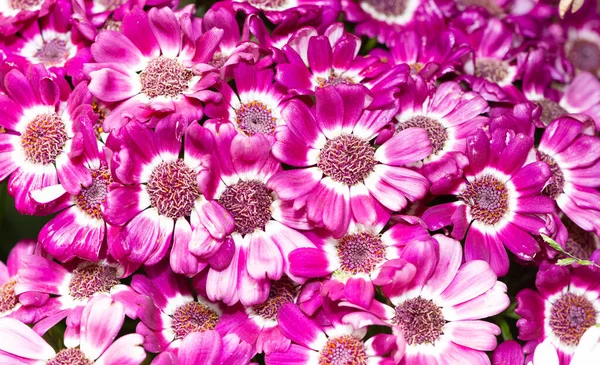 Verschiedene Gartenblumen Verschiedene Gänseblümchen — Stockfoto