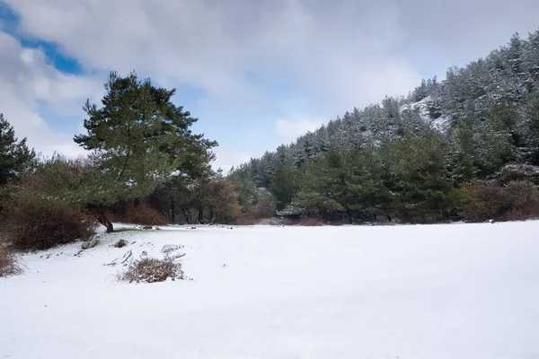 Paysage Hivernal Forêt Enneigée Zones Rurales — Photo