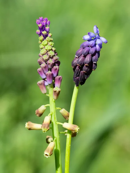 Volně Rostoucí Květiny Léčivé Rostliny Aromatické Květiny Hyacintové Fotografie — Stock fotografie