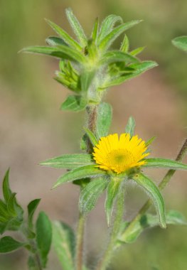 Vahşi bitkiler. Doğada kendi kendine büyüyen sarı çiçekler..
