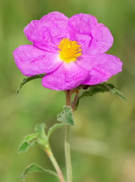 Dzikie Rośliny Samorosnące Różowe Kwiaty Przyrodzie — Zdjęcie stockowe