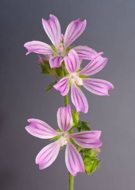 Stüdyo ortamında çekilmiş kır çiçeği fotoğrafları..