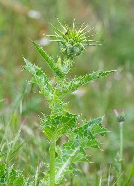 Doğal dikenler ve muhteşem dikenli fotoğraflar.