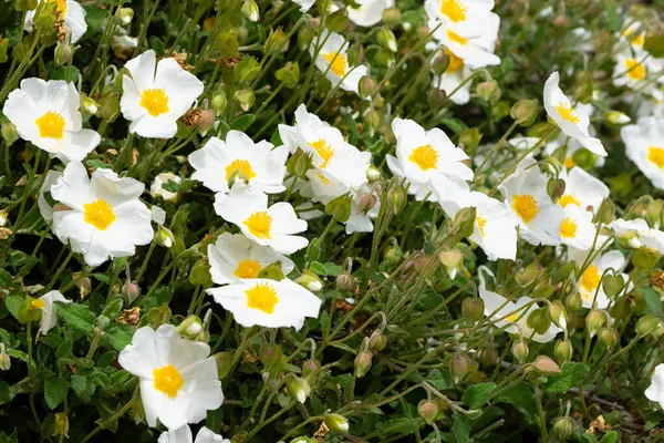 Fotos Plantas Silvestres Com Flores Brancas — Fotografia de Stock