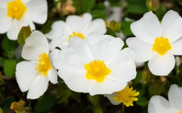 Fotos Plantas Silvestres Con Flores Blancas — Foto de Stock