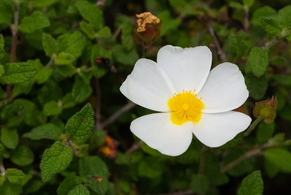 Zdjęcia Dzikich Roślin Białymi Kwiatami — Zdjęcie stockowe