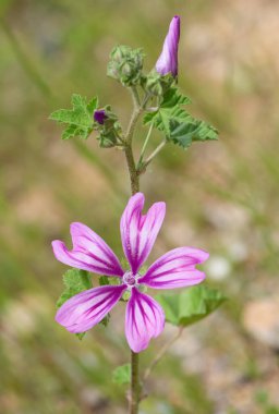Kırsalda yetişen doğal çiçeklerin fotoğrafları.