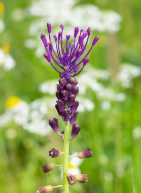 Doğal hayatta sümbül çiçeği