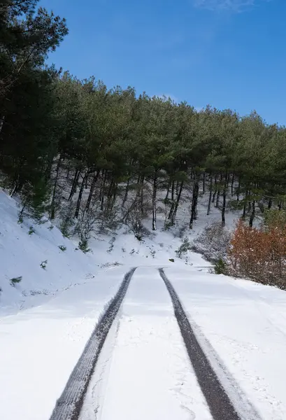 Paysage Hivernal Forêt Enneigée Zones Rurales — Photo