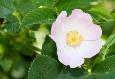 Huzurlu çiçekler ve doğal çevre
