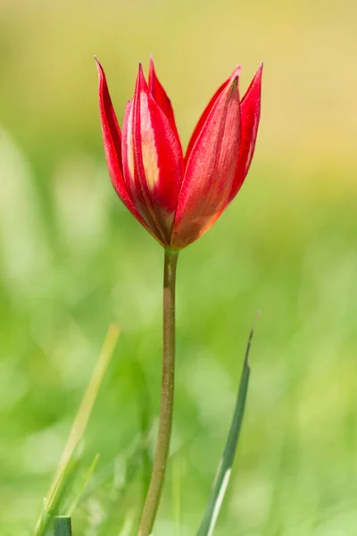 Anémone Vie Dans Nature — Photo