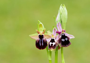 Yaban çiçeklerinin fotoğrafları, çeşitli arı orkideleri..