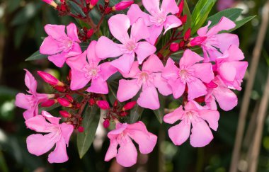 çeşitli zakkum çiçeklerinin makro fotoğrafları