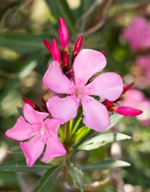 çeşitli zakkum çiçeklerinin makro fotoğrafları