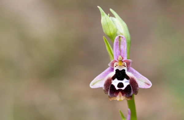 Photos Fleurs Sauvages Diverses Orchidées Abeilles — Photo