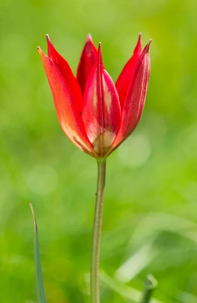 Anemone Und Das Leben Der Natur — Stockfoto