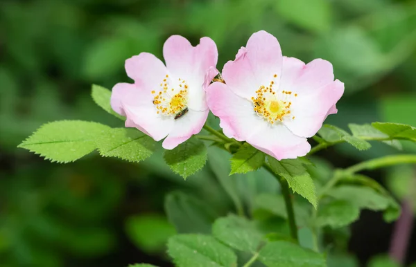 Friedliche Blumen Und Natürliche Umgebung Der Natur — Stockfoto