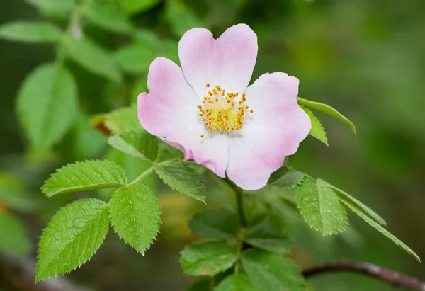 Friedliche Blumen Und Natürliche Umgebung Der Natur — Stockfoto