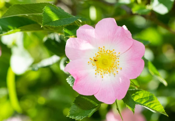 Friedliche Blumen Und Natürliche Umgebung Der Natur — Stockfoto