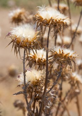 Kırsal bölgelerde yetişen dikenli bitkiler