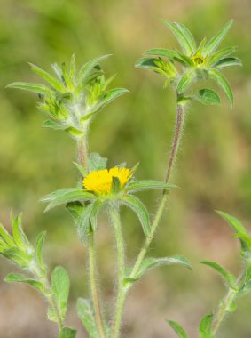 Vahşi bitkiler. Doğada kendi kendine büyüyen sarı çiçekler..