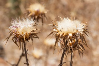 Kırsal bölgelerde yetişen dikenli bitkiler