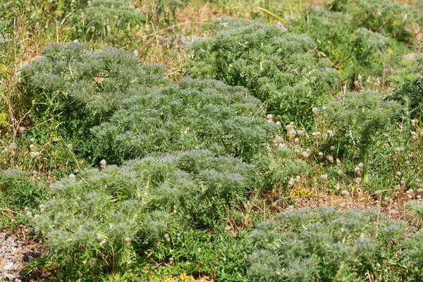 Photos Épines Naturelles Poussant Dans Les Zones Rurales — Photo