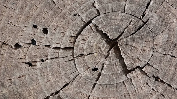 Árboles Conchas Árboles Patrones Espectaculares — Foto de Stock