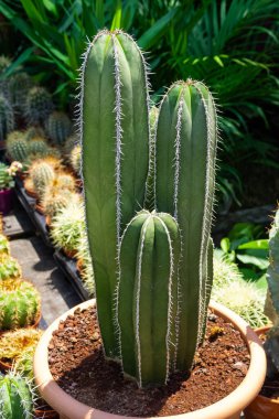 Dikenli süs bitkileri ve çeşitli kaktüs resimleri.