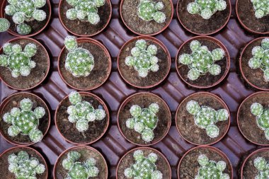 Dikenli süs bitkileri ve çeşitli kaktüs resimleri.