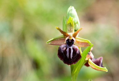 Yaban çiçeklerinin fotoğrafları, çeşitli arı orkideleri..