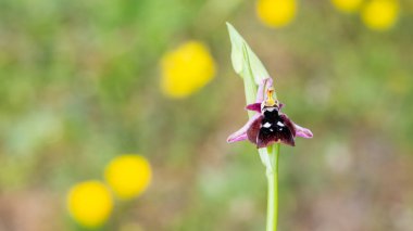 Yaban çiçeklerinin fotoğrafları, çeşitli arı orkideleri..