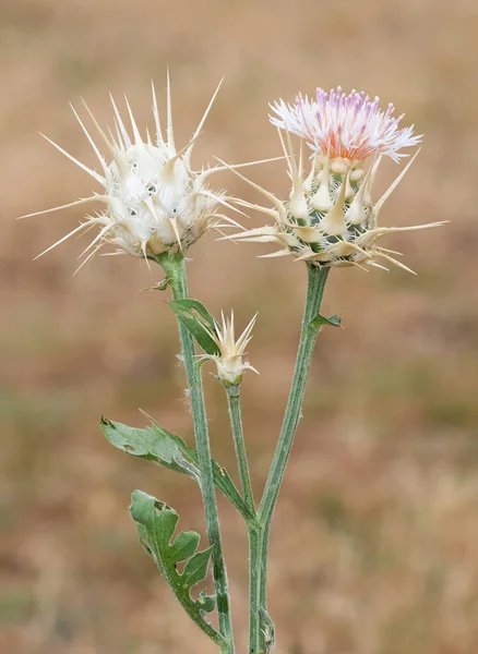 Natural Plants Photos Spines Growing Spontaneously Nature — Stock Photo, Image