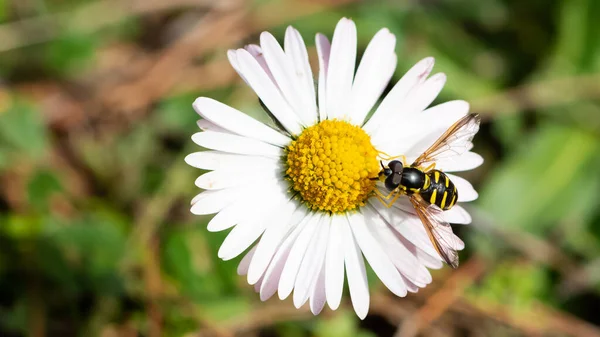 Vadon Élő Méhek Táplálkozása Fehér Százszorszépből — Stock Fotó
