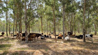 Ormanın gölgesinde dinlenen bir sığır sürüsü.