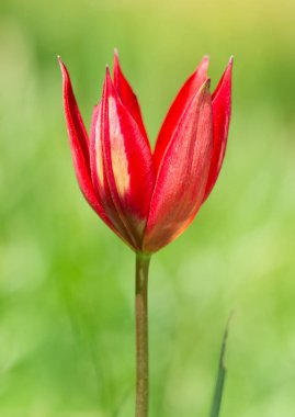 şakayık ve doğada yaşam