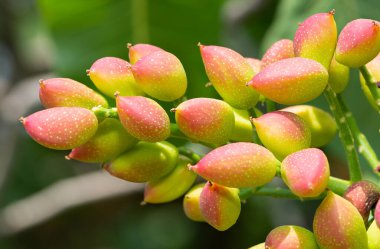Ağaçtaki taze fıstıkların fotoğrafı.