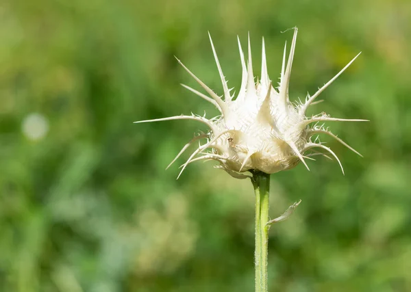 Natuurlijke Planten Foto Van Stekels Die Spontaan Natuur Groeien — Stockfoto