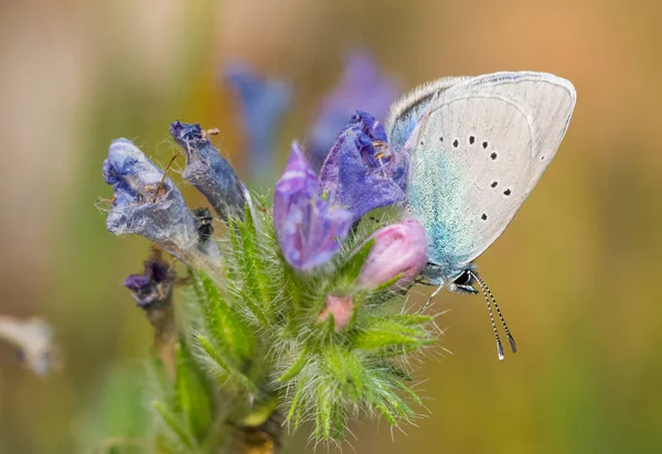 Flores Borboleta Vida Natural — Fotografia de Stock